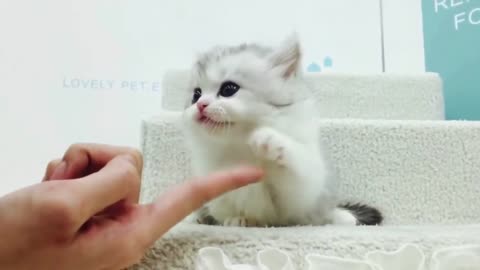 Cute cats playing😍 funny cats videos