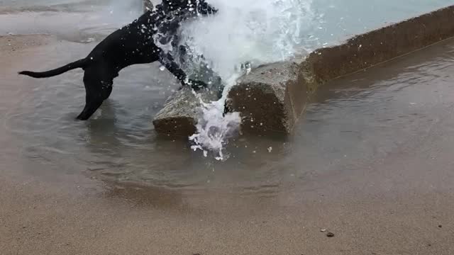 Beach Doggy Bites at Waves