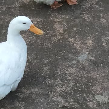 Best Duck funny video 😆🤣 / Funny Duck Video