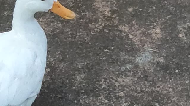 Best Duck funny video 😆🤣 / Funny Duck Video