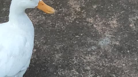 Best Duck funny video 😆🤣 / Funny Duck Video