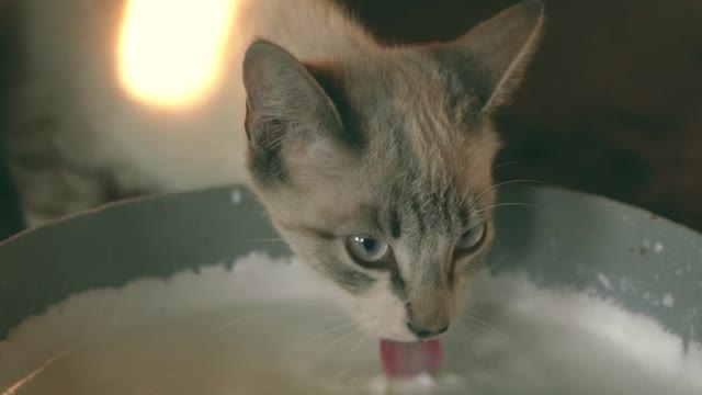 A cat drinking milk