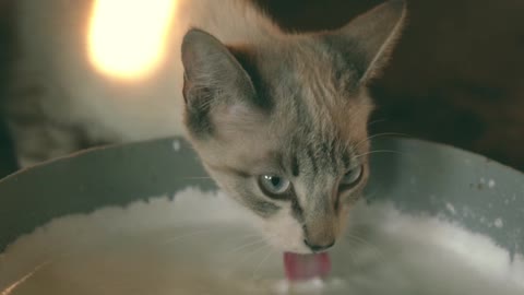 A cat drinking milk