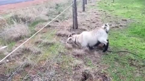 Goat Funny Electric Shock Video