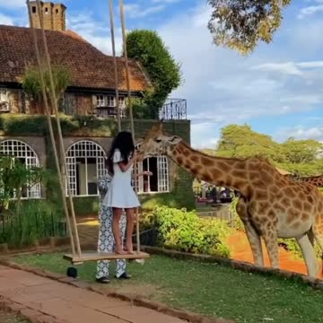 Nice giraffe nice woman