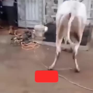 DANGEROUS COW ATTACKS||ANGRY COW #shorts#viralvideos