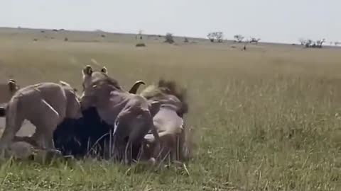 Lions attack bull