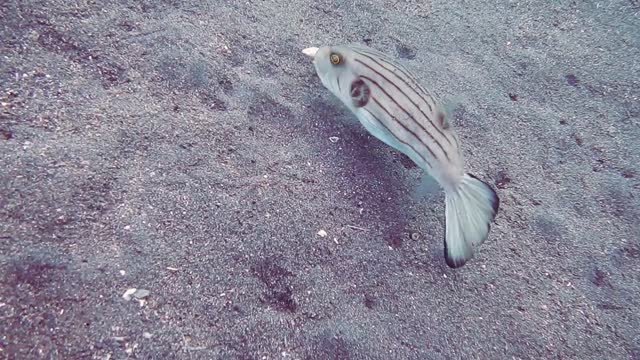 Amazed Striped fish eating