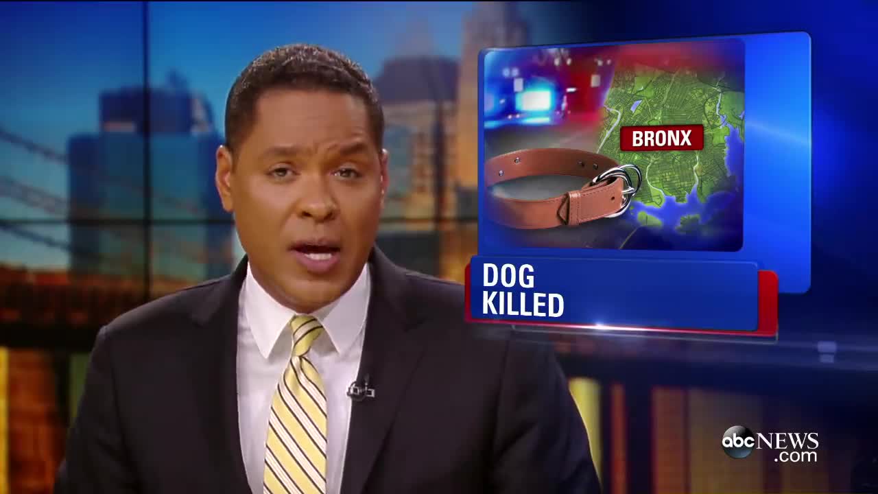 Officer Fatally Shoots Happy Dog, Owner Plans To Sue [CAUGHT ON TAPE]