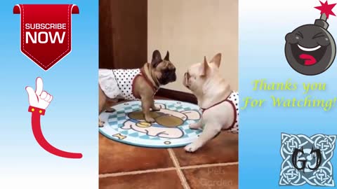 Funny Dogs