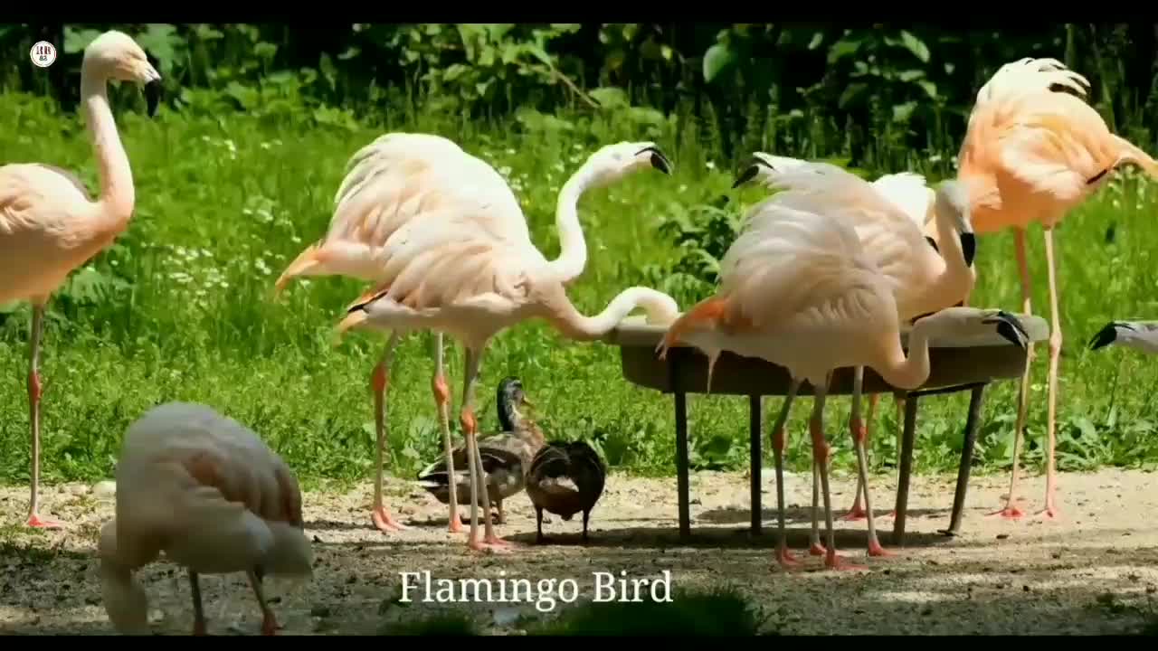 Amazing fishing Birds Flamingo bird | 4k ultra Hd bird Video