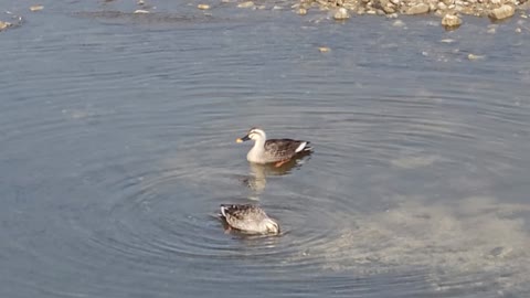 Duck friend finds good food