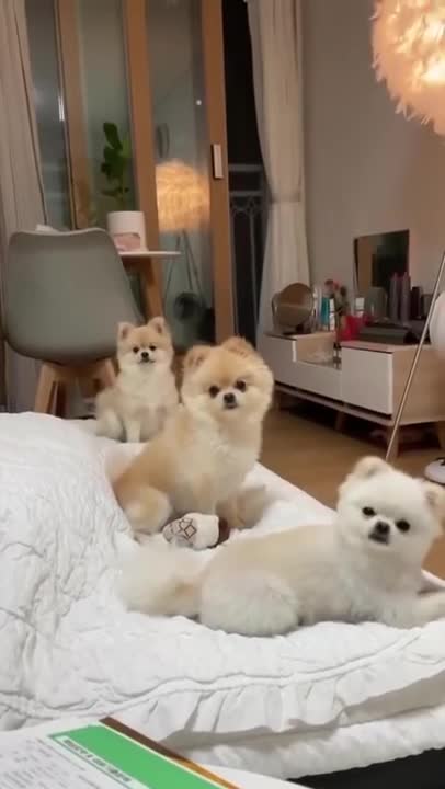 😍Cute Dogs Sitting in Line | Ultimate Dog Compilation