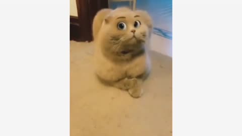 Funny animals video