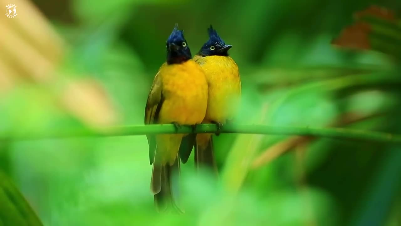 Nature_Birds_Sounds_For_Relaxing___Most_Amazing_Birds_of_the_World___Stress_Relief_(2)