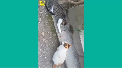 Cat dog funny fight