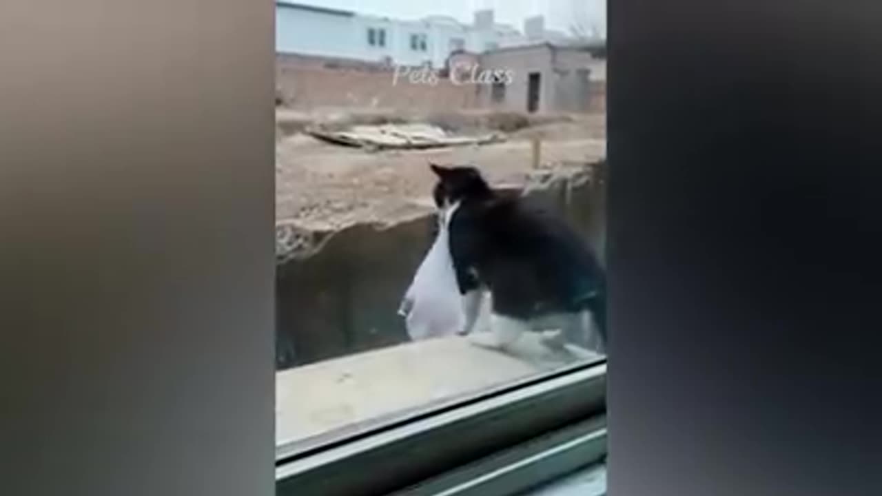 New best funny video 2023