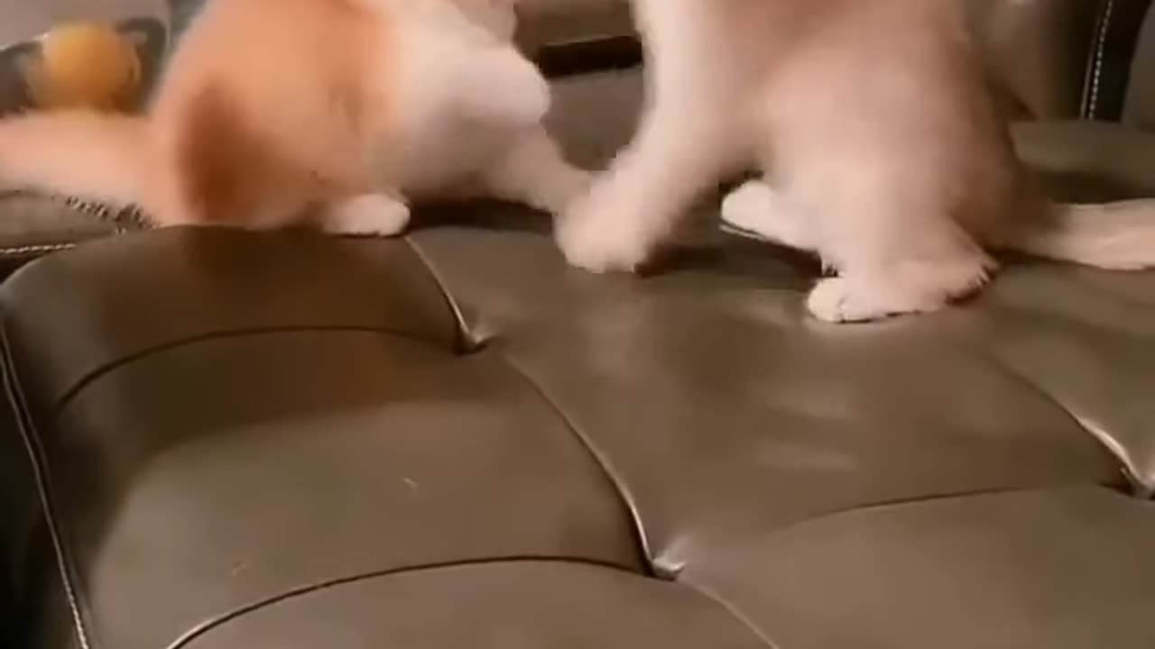 Funny cats fight