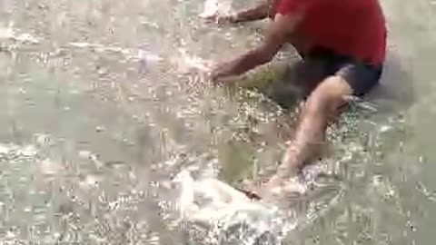 Fishes on the road in floods