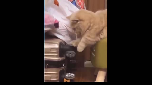 Curious cat playing with wheels
