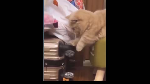 Curious cat playing with wheels