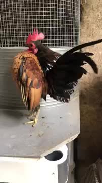 The world's smallest chicken