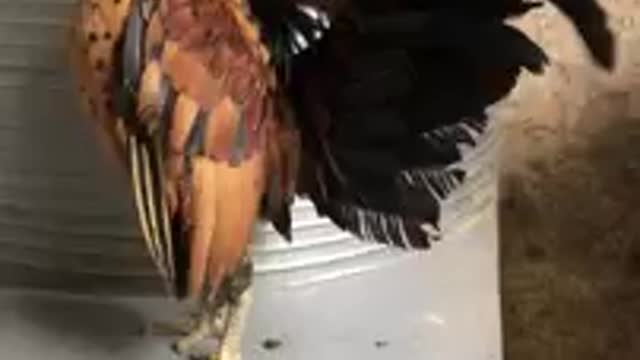 The world's smallest chicken