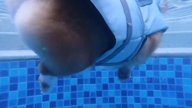 Watching Corgi swimming from an underwater. So Cute!