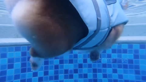 Watching Corgi swimming from an underwater. So Cute!