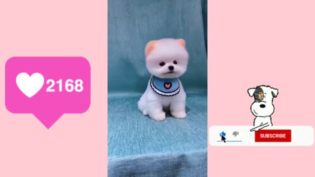 Very Cute Puppies🐕, Mini Puppies 🐶And Lovely Puppies🐾