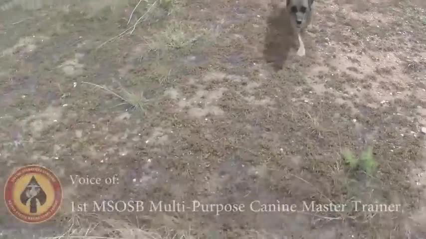 First to Fight, First to Bite | Marine Multi-Purpose Canines Participate in Amphibious Training