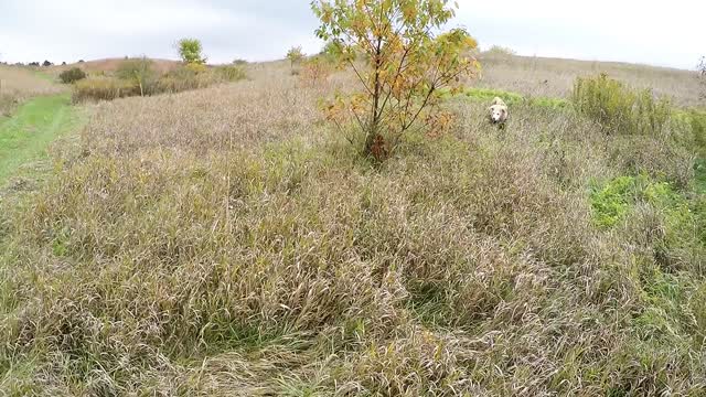 10/11/2020 hen flush