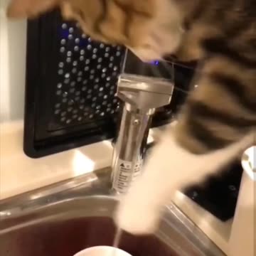 Fanny cat videos | kitty cat video | Cat videos | Viral | Viral video |