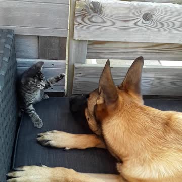 Oscar & Silver fight 2