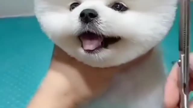 Cute dog cutting hair 🥰