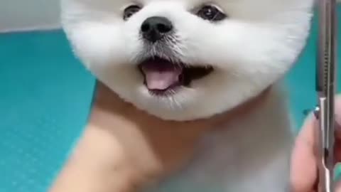 Cute dog cutting hair 🥰