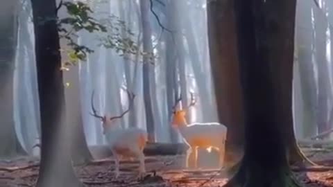Barasingha (Swamp Deer) Himachal Pradesh, India