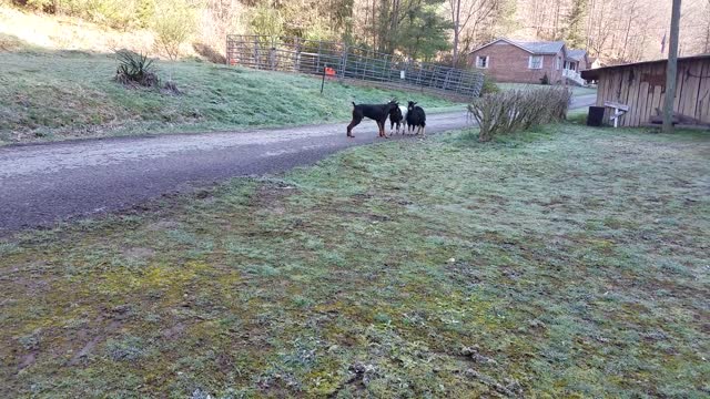 Goat Teaches Doberman Pinscher a Lesson