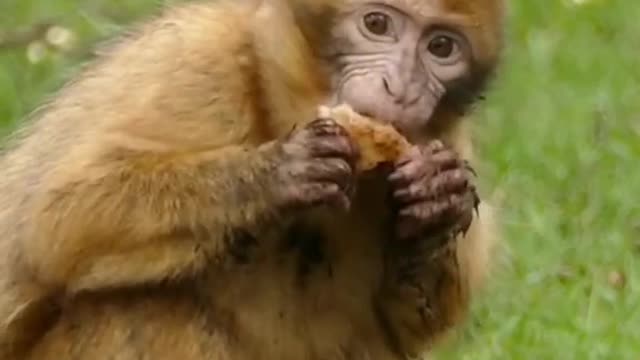 🐒 Capuchins Are The Most Famous Monkeys Of South America. | Interesting Facts #Shorts #topchannel