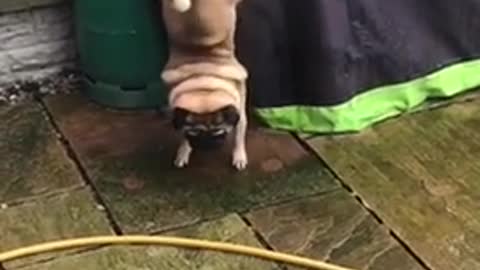 unique dog piss