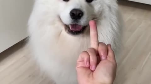 My dog has the purest heart 😀😀😀