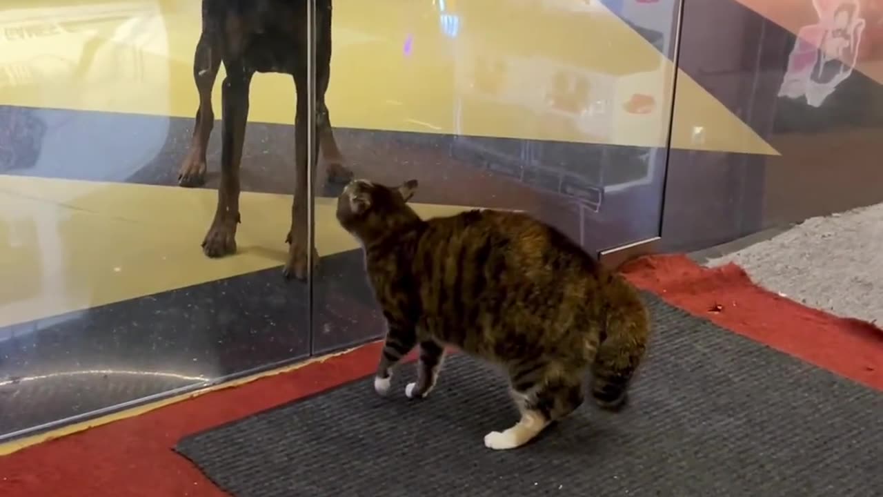 Cat drama funny video