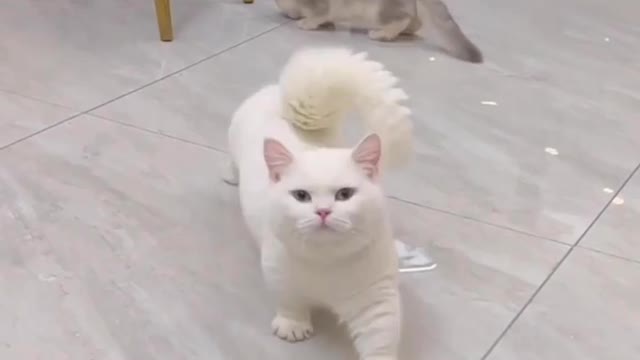 Love cats? Like & Share