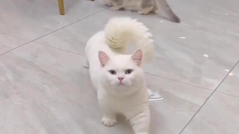 Love cats? Like & Share