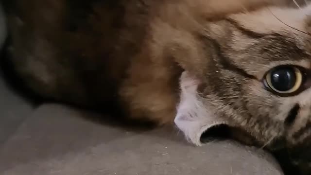CUTE CAT