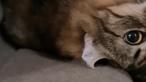 CUTE CAT
