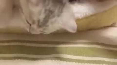 Funniest Cats and Dogs Animal Videos #30 | Funny