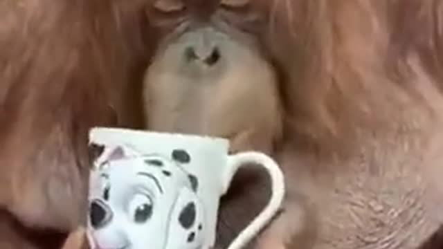 Funny video#very funny#monkey funny#monkey take tea