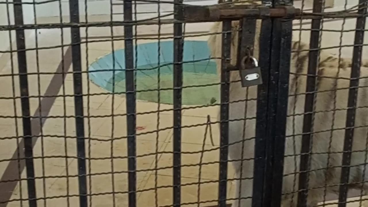 Cute big cat at the zoo