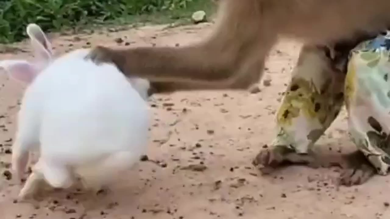 Monkey and rabbit with hen roost funny video